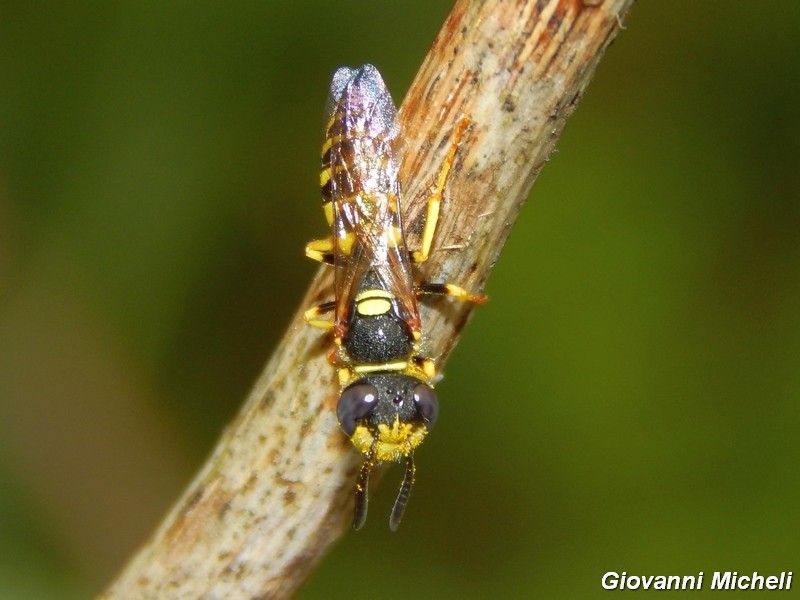 Hymenoptera del Parco del Ticino